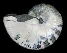 Hoploscaphites Ammonite - South Dakota #22685-1